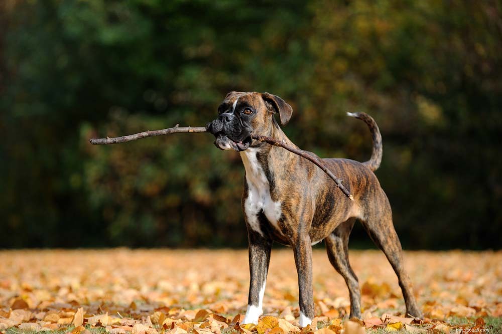 Top 20 Most Dangerous Dog Breeds: A Safety Guide