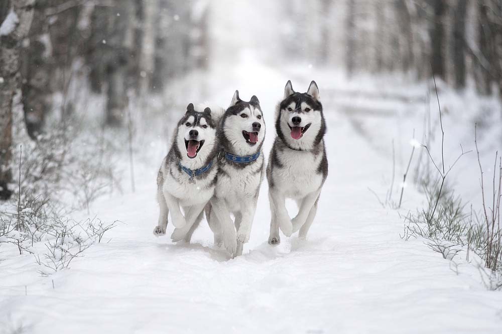 Top 40 Dog Breeds for Women: Find Your Perfect Match