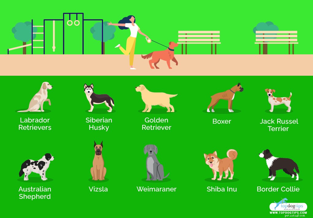 Top 40 Dog Breeds for Women: Find Your Perfect Match