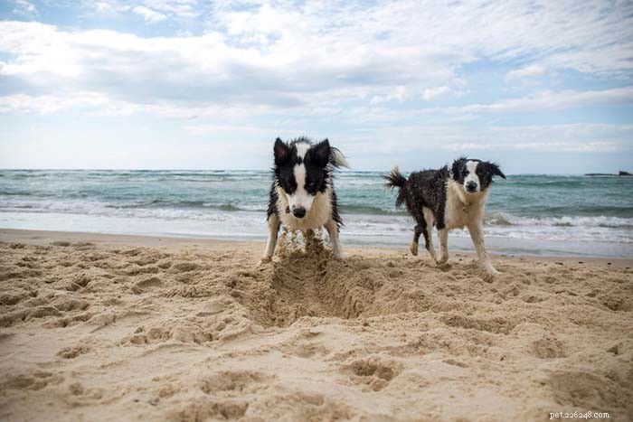 Top 40 Dog Breeds for Women: Find Your Perfect Match