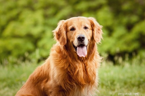 Top 40 Dog Breeds for Women: Find Your Perfect Match