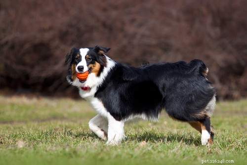 Top 40 Dog Breeds for Women: Find Your Perfect Match