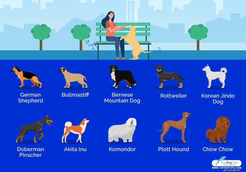 Top 40 Dog Breeds for Women: Find Your Perfect Match