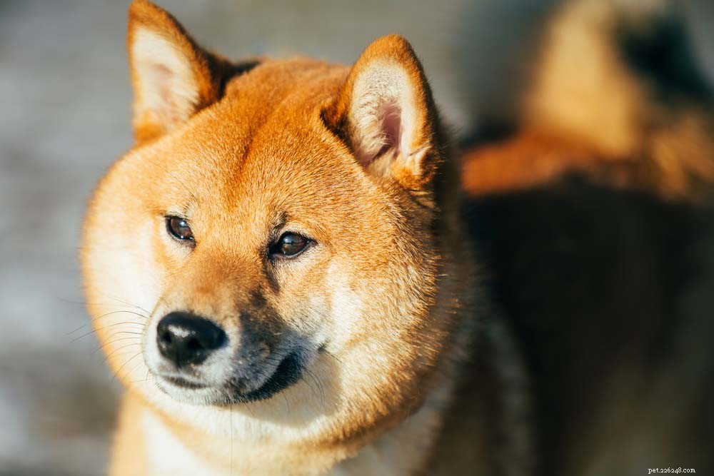 Top 40 Dog Breeds for Women: Find Your Perfect Match