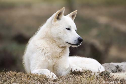 Top 40 Dog Breeds for Women: Find Your Perfect Match