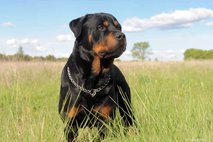 Top 40 Dog Breeds for Women: Find Your Perfect Match