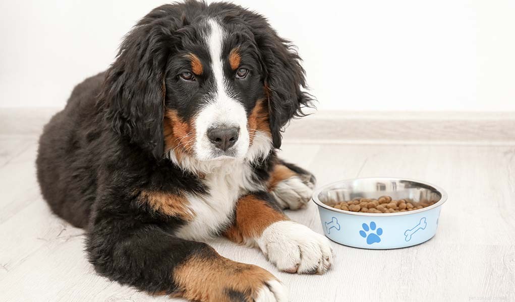 Top 40 Dog Breeds for Women: Find Your Perfect Match