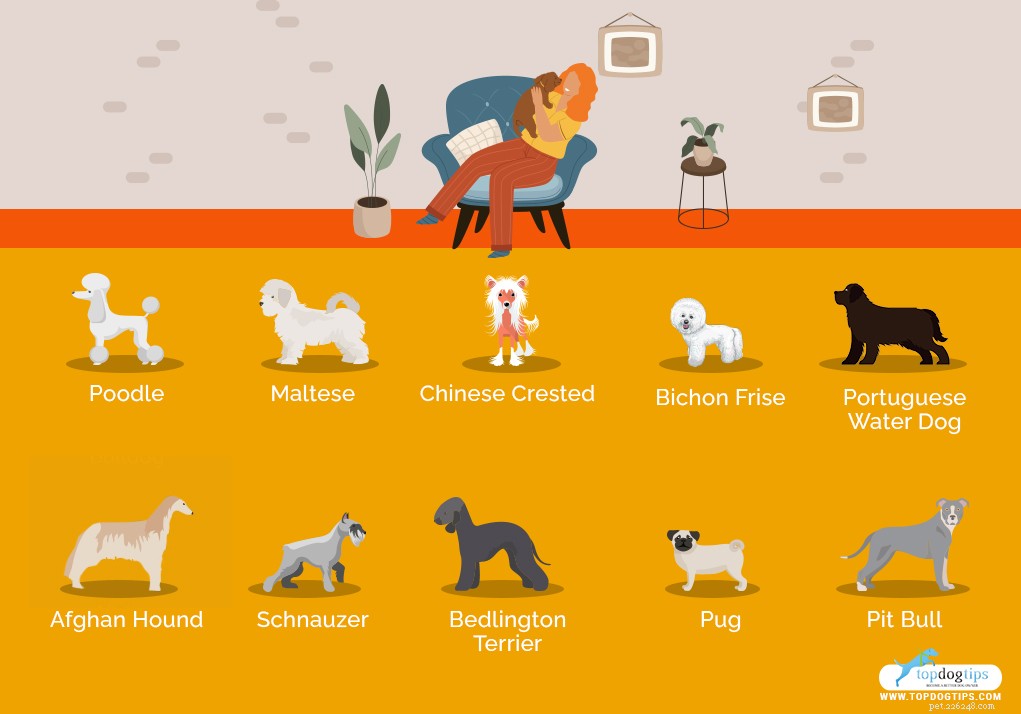 Top 40 Dog Breeds for Women: Find Your Perfect Match
