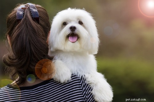 Top 40 Dog Breeds for Women: Find Your Perfect Match