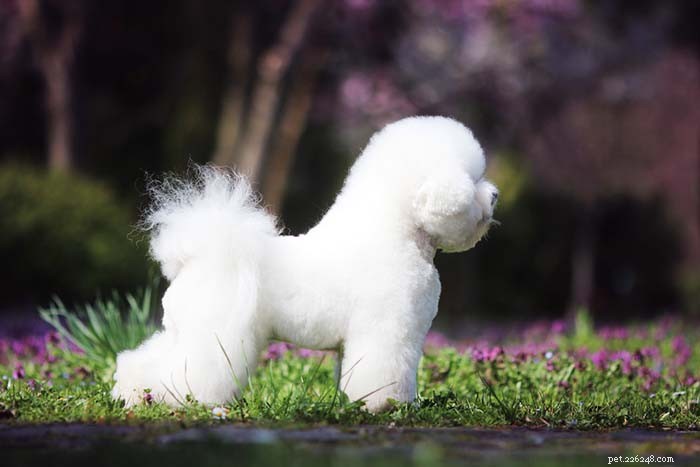 Top 40 Dog Breeds for Women: Find Your Perfect Match