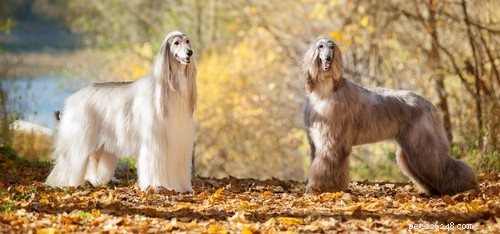 Top 40 Dog Breeds for Women: Find Your Perfect Match