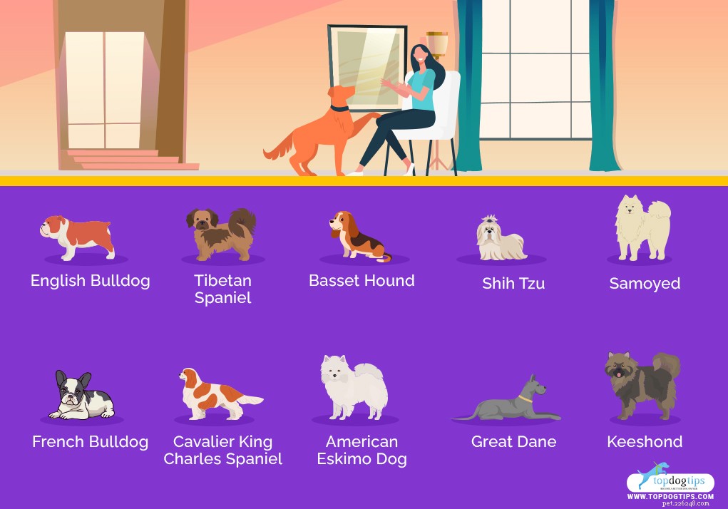 Top 40 Dog Breeds for Women: Find Your Perfect Match