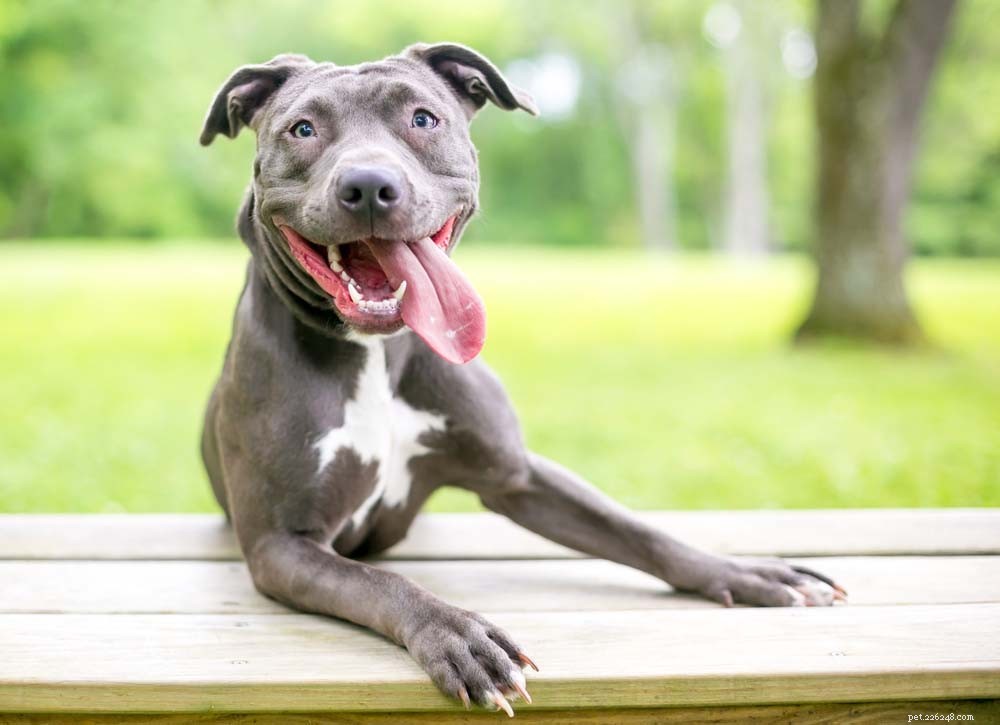 Top 40 Dog Breeds for Women: Find Your Perfect Match