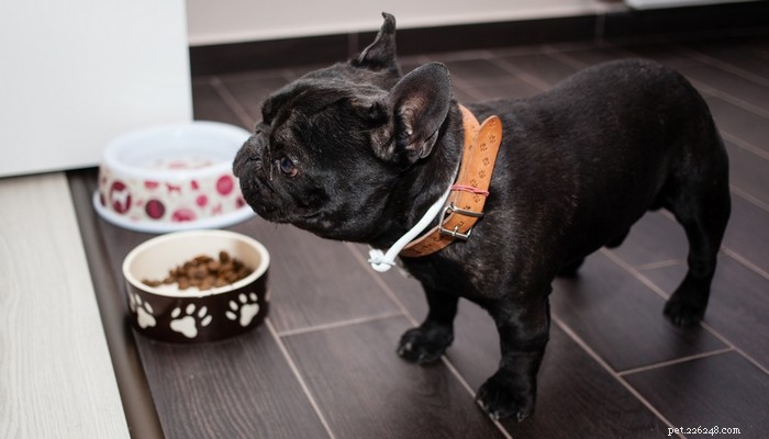 Top 40 Dog Breeds for Women: Find Your Perfect Match