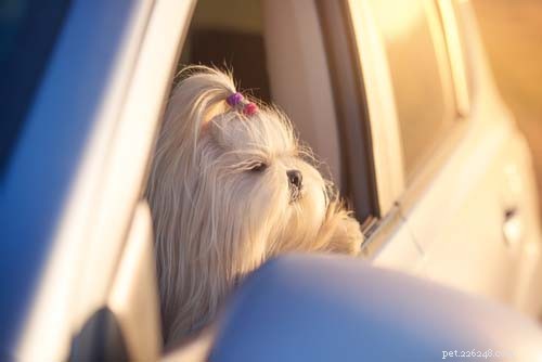 Top 40 Dog Breeds for Women: Find Your Perfect Match