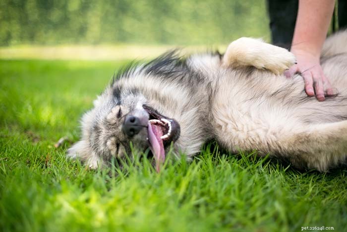 Top 40 Dog Breeds for Women: Find Your Perfect Match