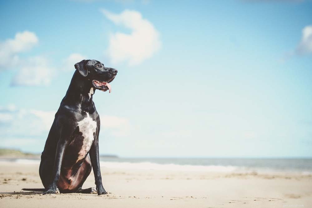 Top 40 Dog Breeds for Women: Find Your Perfect Match