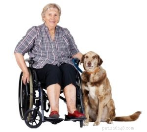 Top 25 Therapy Dog Breeds: Find the Perfect Companion