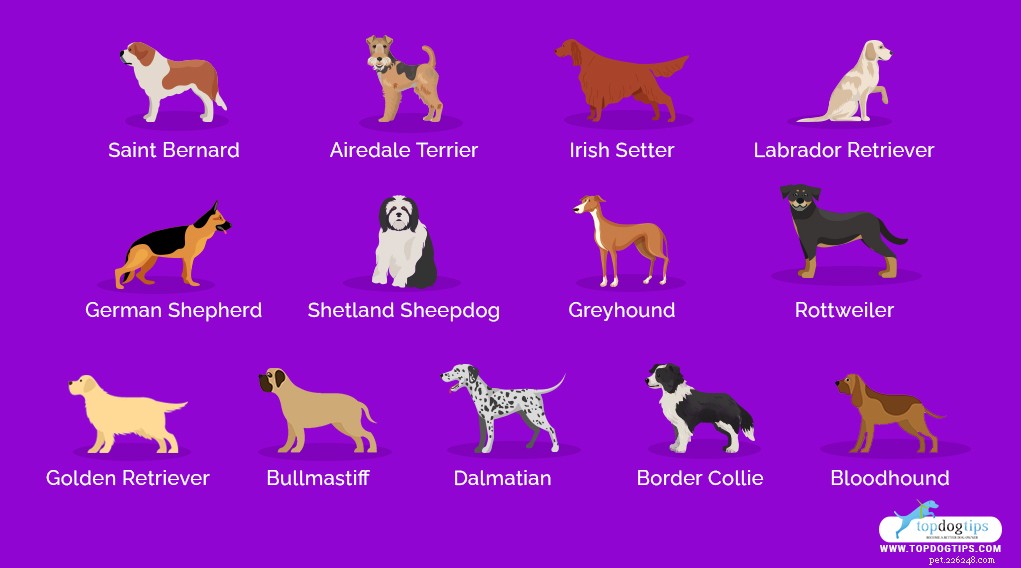 Top 25 Therapy Dog Breeds: Find the Perfect Companion