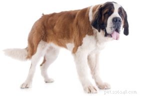 Top 25 Therapy Dog Breeds: Find the Perfect Companion