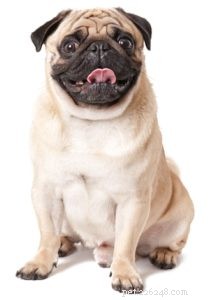 Top 25 Therapy Dog Breeds: Find the Perfect Companion