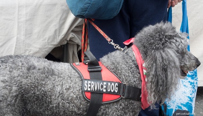 Top 25 Therapy Dog Breeds: Find the Perfect Companion