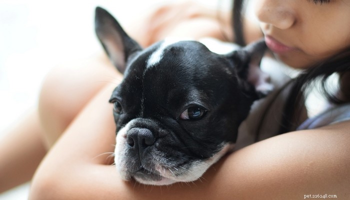 Top 25 Therapy Dog Breeds: Find the Perfect Companion
