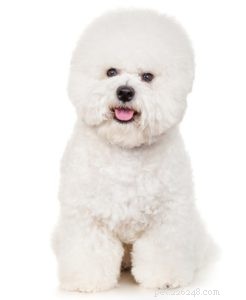 Top 25 Therapy Dog Breeds: Find the Perfect Companion