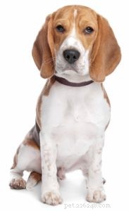 Top 25 Therapy Dog Breeds: Find the Perfect Companion
