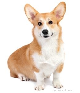 Top 25 Therapy Dog Breeds: Find the Perfect Companion