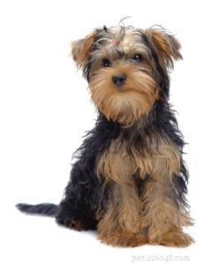 Top 25 Therapy Dog Breeds: Find the Perfect Companion