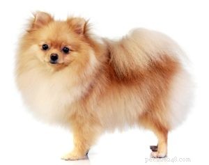Top 25 Therapy Dog Breeds: Find the Perfect Companion