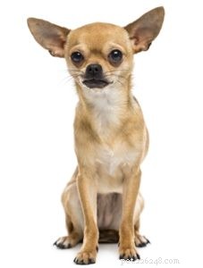 Top 25 Therapy Dog Breeds: Find the Perfect Companion