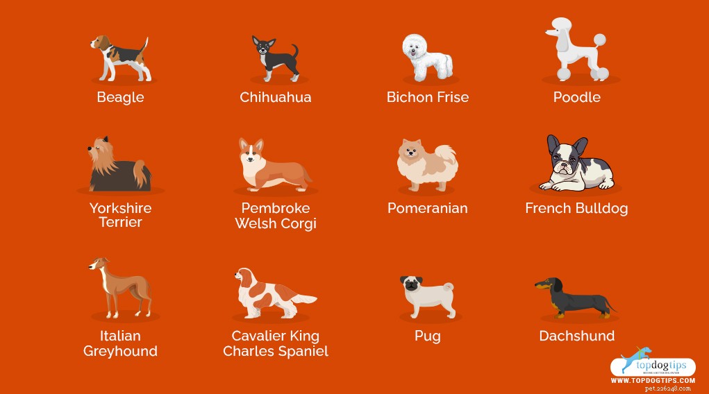 Top 25 Therapy Dog Breeds: Find the Perfect Companion
