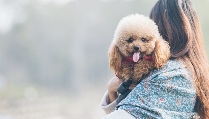 Top 25 Therapy Dog Breeds: Find the Perfect Companion
