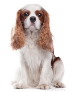 Top 25 Therapy Dog Breeds: Find the Perfect Companion