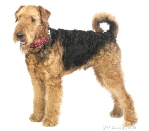 Top 25 Therapy Dog Breeds: Find the Perfect Companion