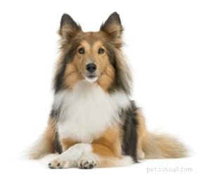 Top 25 Therapy Dog Breeds: Find the Perfect Companion