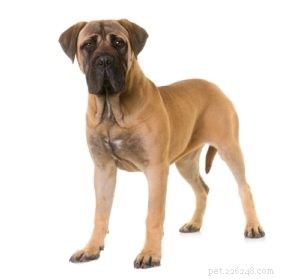 Top 25 Therapy Dog Breeds: Find the Perfect Companion