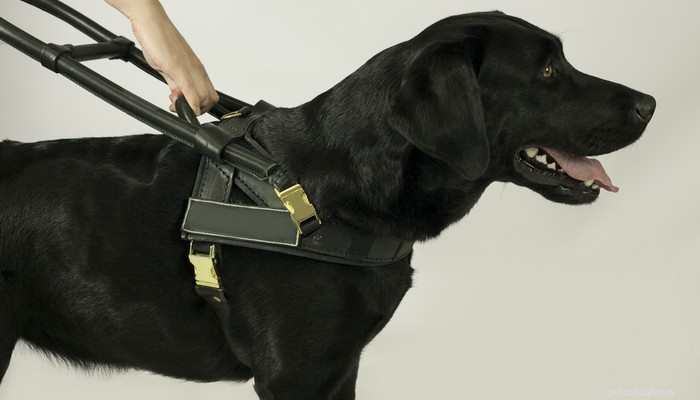 Top 25 Therapy Dog Breeds: Find the Perfect Companion