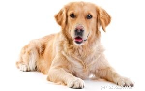 Top 25 Therapy Dog Breeds: Find the Perfect Companion