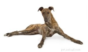 Top 25 Therapy Dog Breeds: Find the Perfect Companion