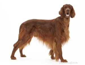 Top 25 Therapy Dog Breeds: Find the Perfect Companion