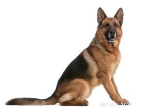 Top 25 Therapy Dog Breeds: Find the Perfect Companion
