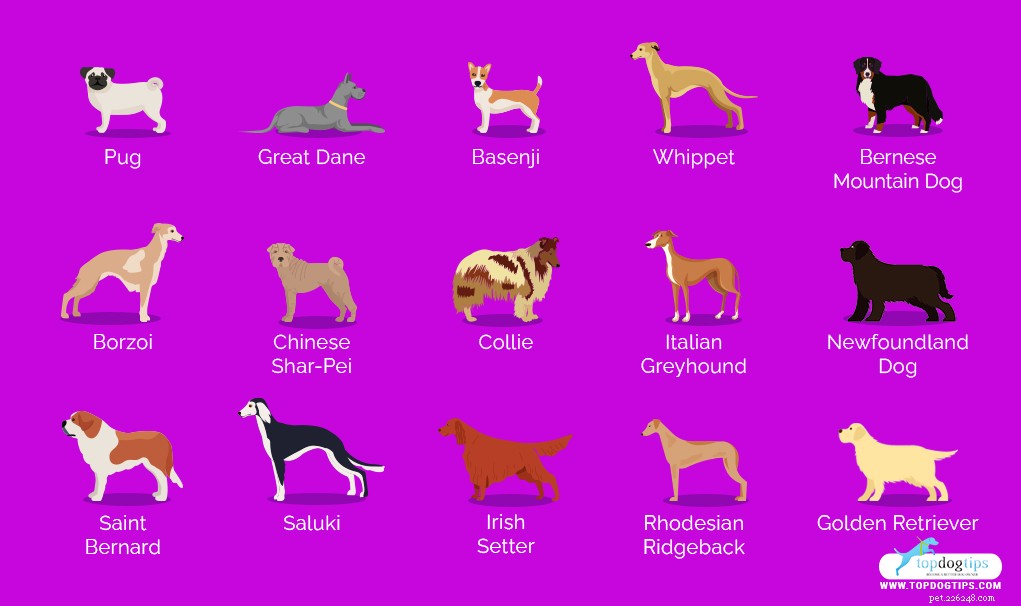 30 Quiet Dog Breeds Ideal for Apartment Living