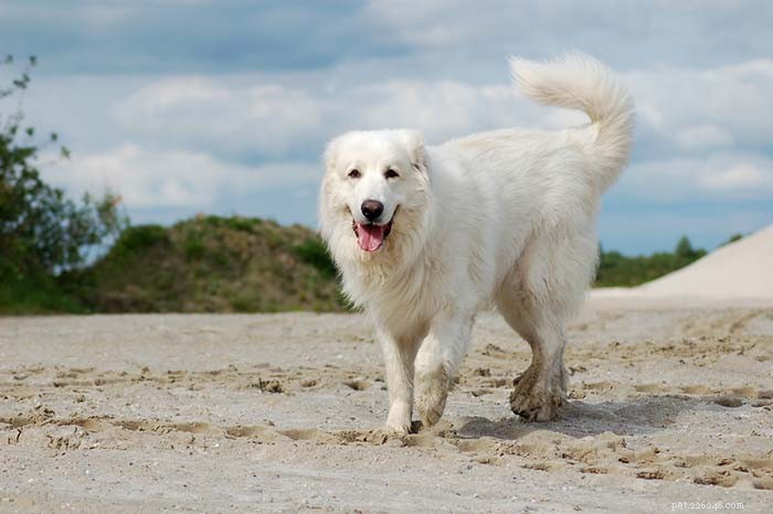 30 Quiet Dog Breeds Ideal for Apartment Living