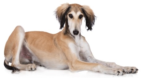 30 Quiet Dog Breeds Ideal for Apartment Living