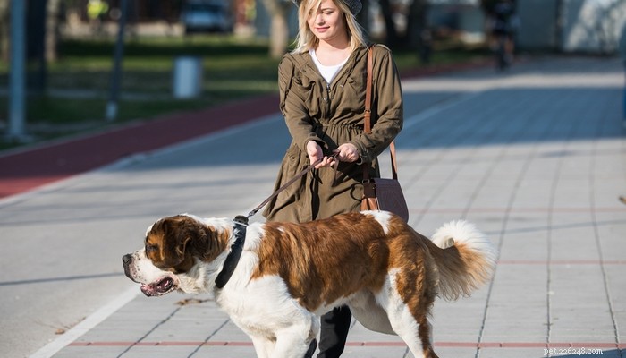 30 Quiet Dog Breeds Ideal for Apartment Living