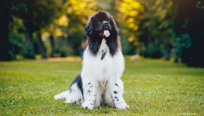 30 Quiet Dog Breeds Ideal for Apartment Living