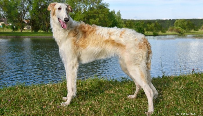 30 Quiet Dog Breeds Ideal for Apartment Living